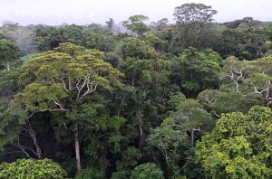 amazon-rainforest-canopy