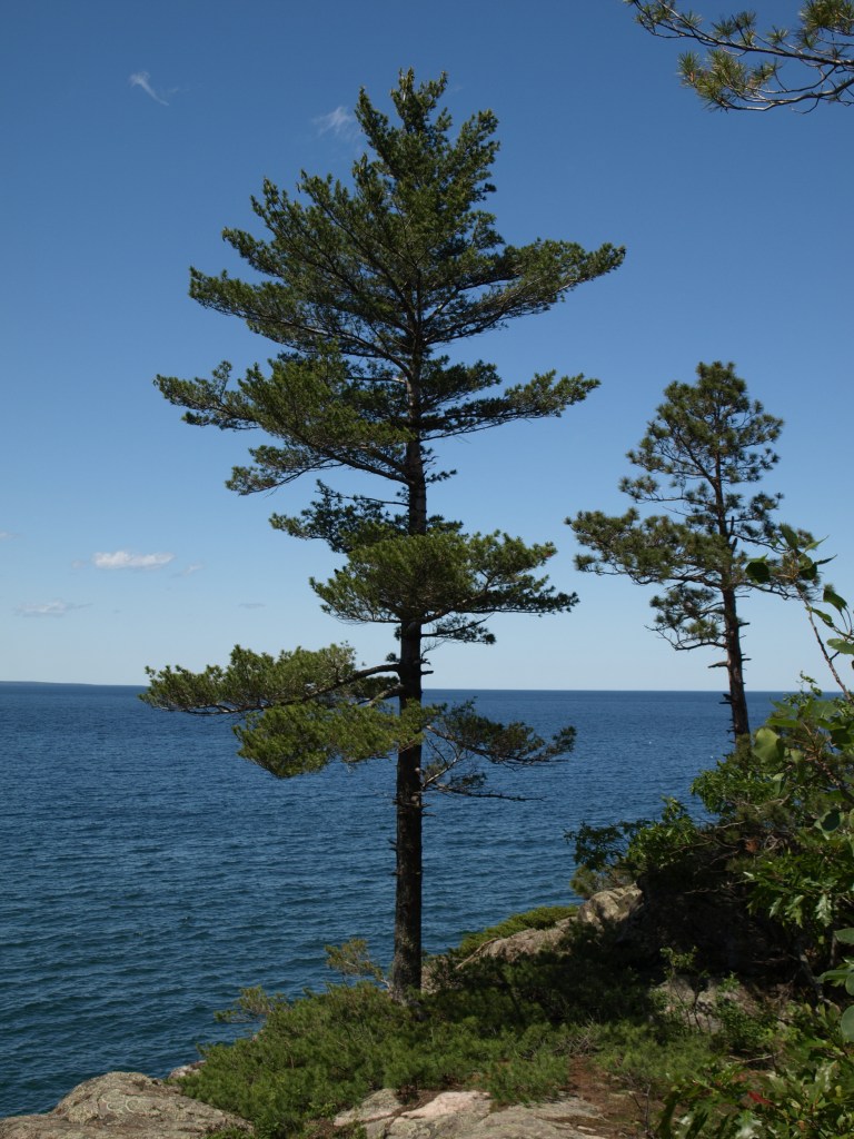 White Pine – Peacekeeper – Tree Spirit Wisdom