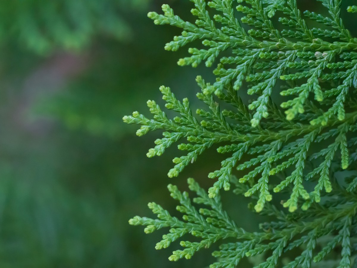 February – Cypress