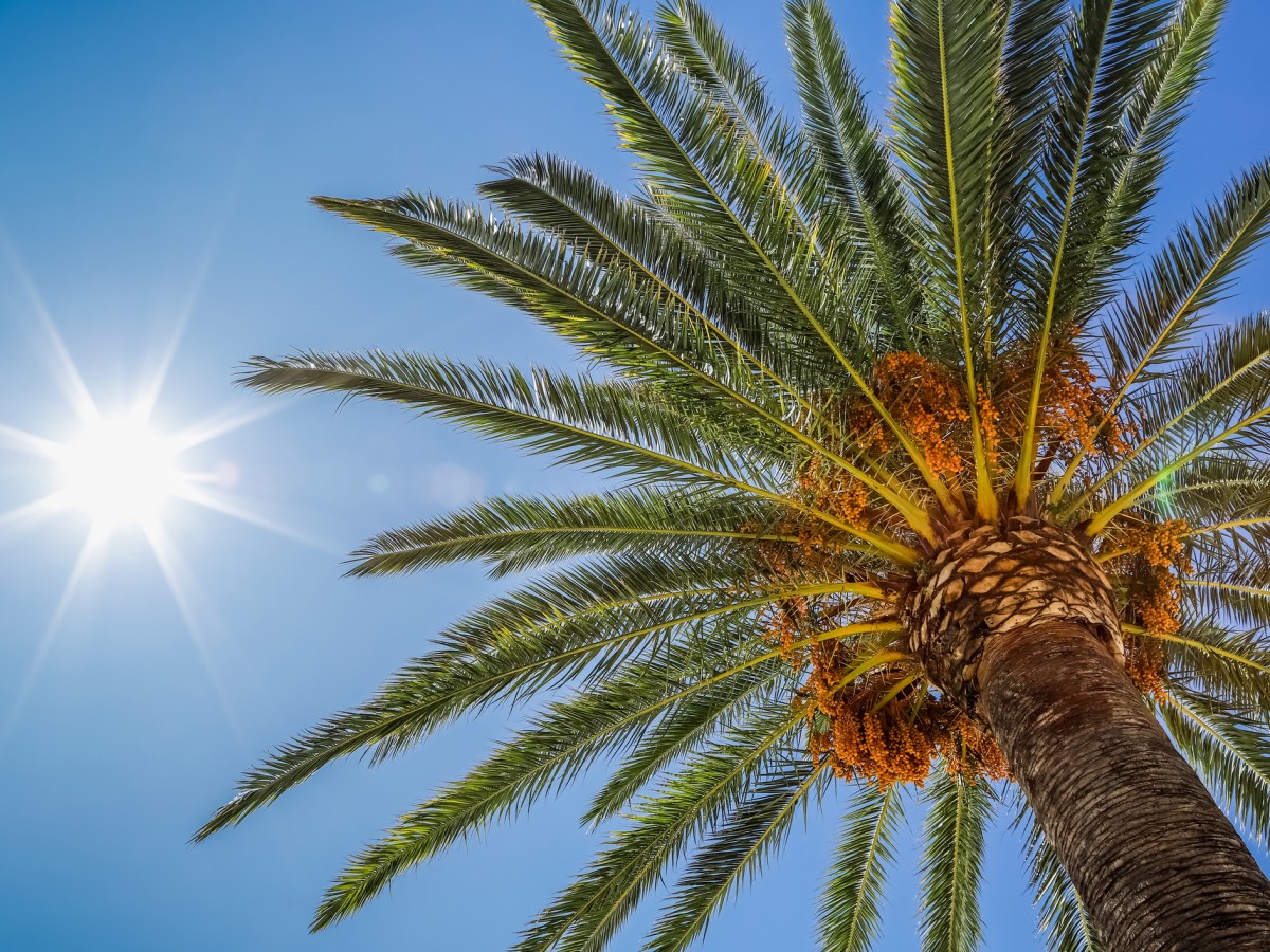 July – Date Palm