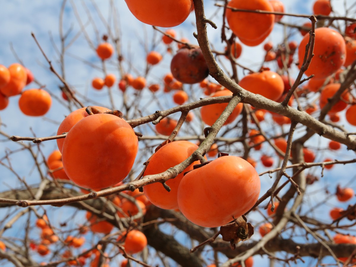 October – Persimmon
