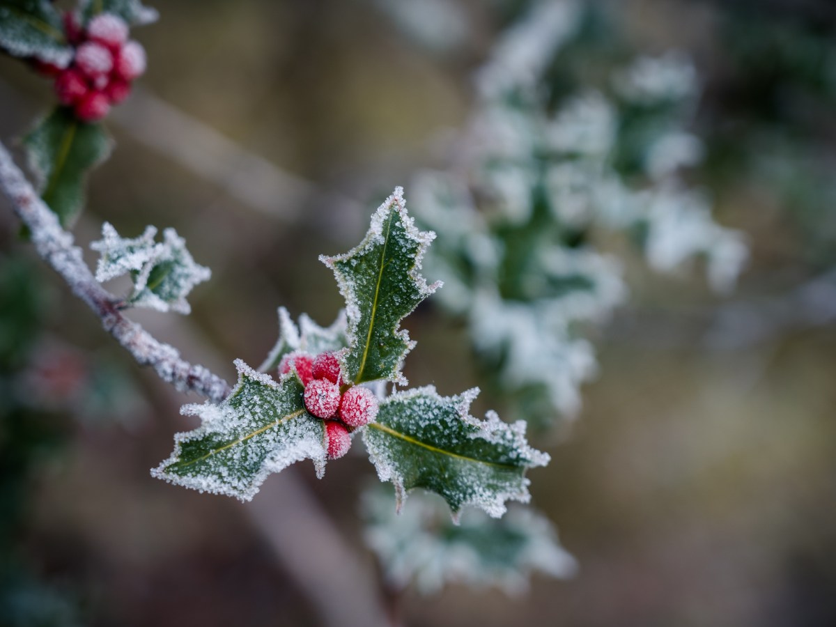 December – Holly