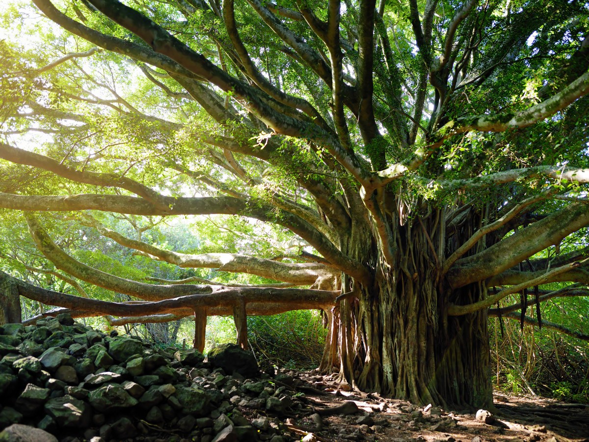 Banyan – Reflection