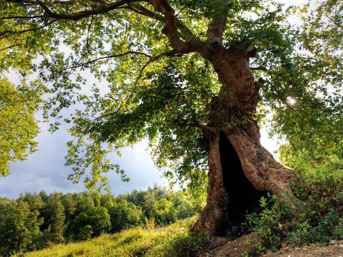 The “plane” sycamores