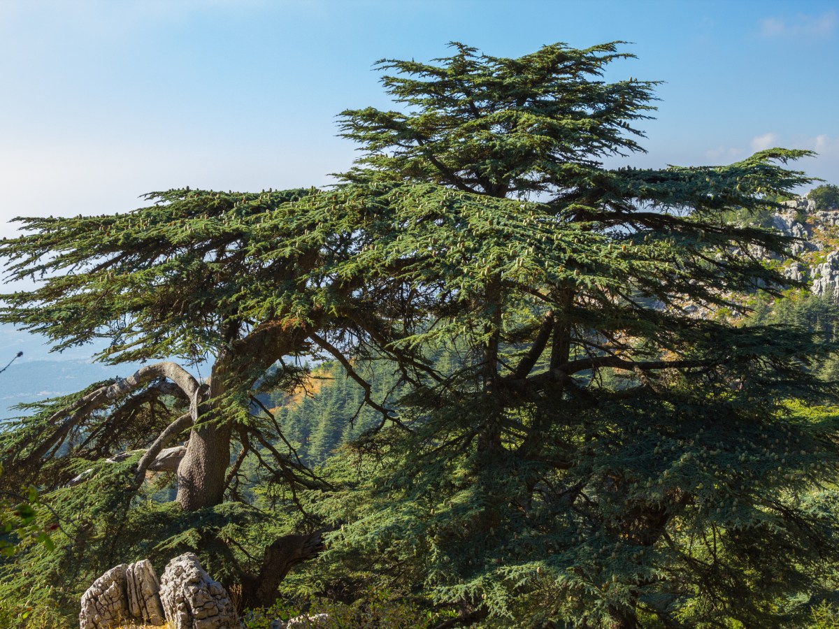 The true story of cedar