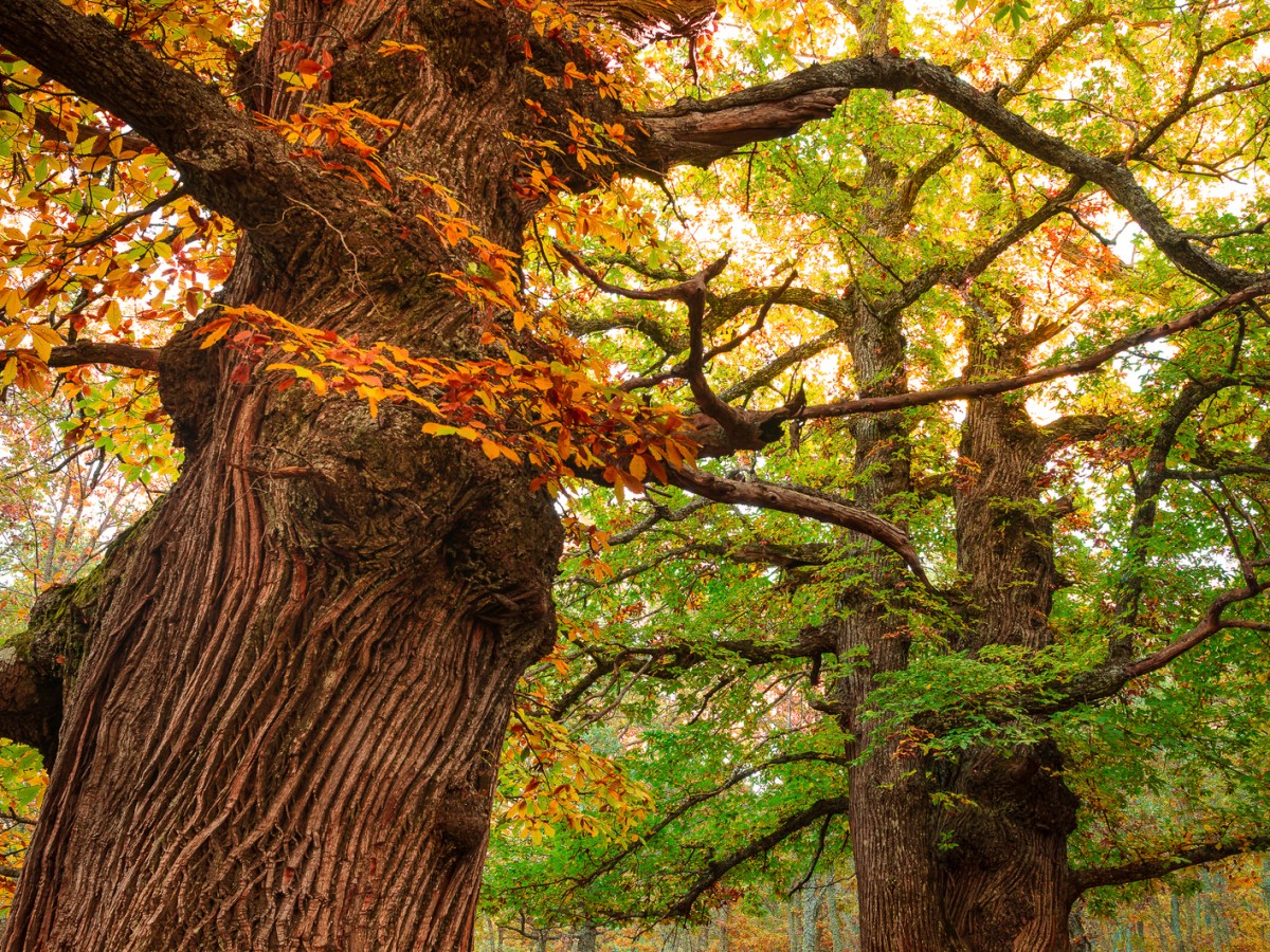 A journey down chestnut lane