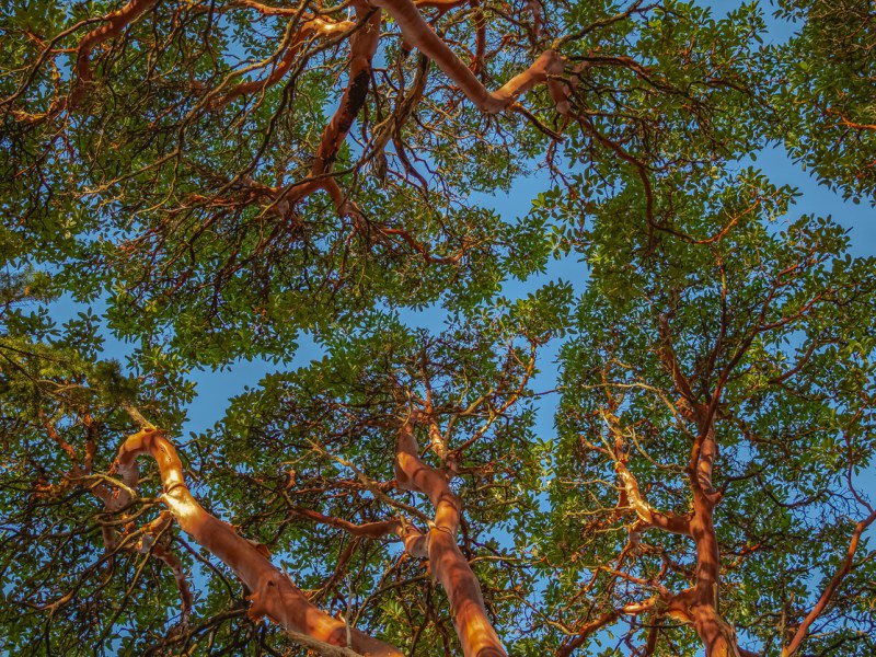 Madrone & Manzanita